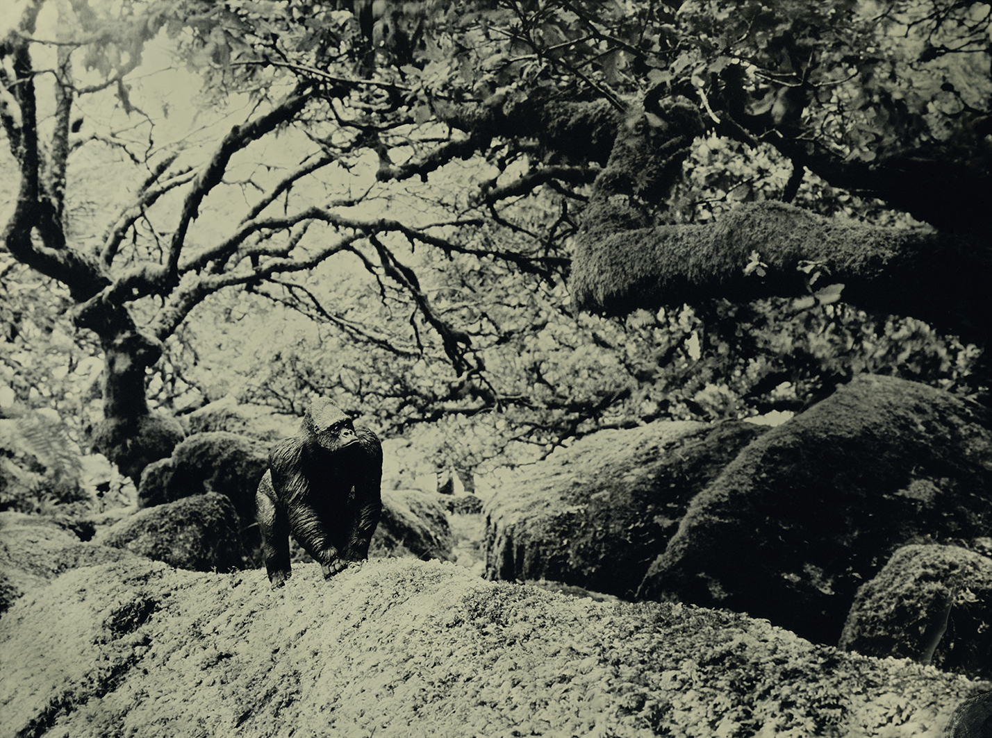 Eastern Gorilla Wistmans Wood United Kingdom